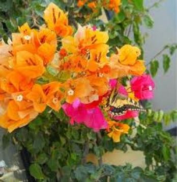 Gozo flowers